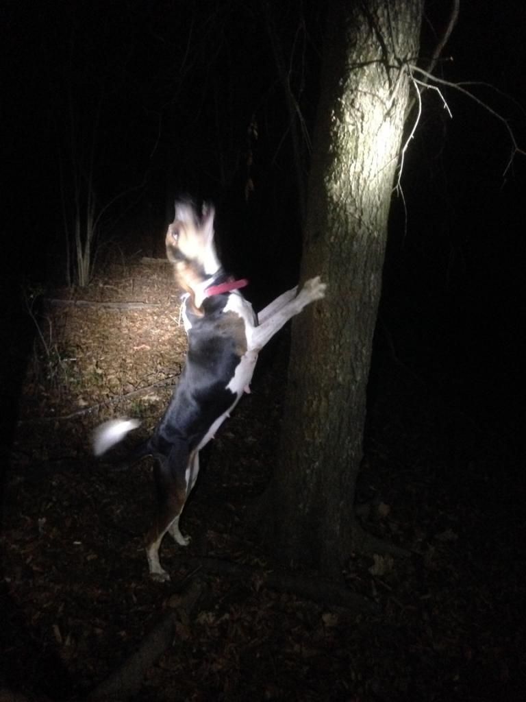 ukc night hunts