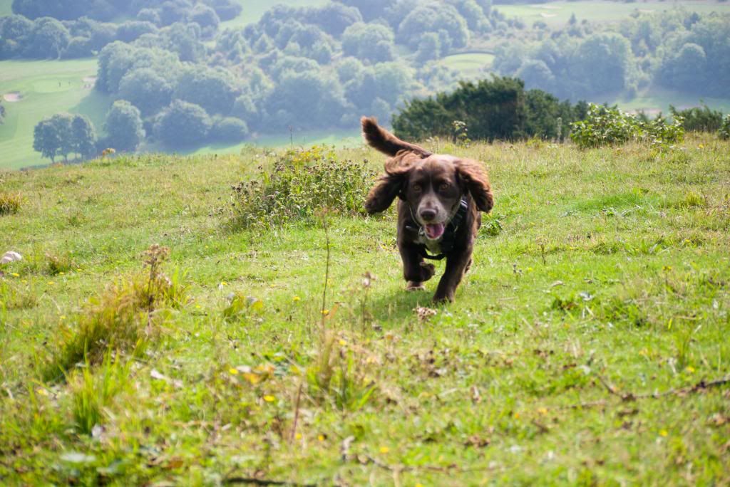 walk southdowns eastbourne dog