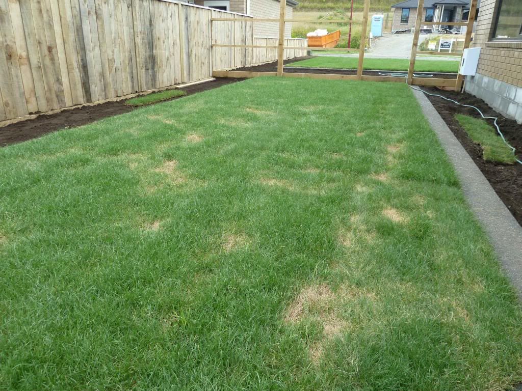 What causes brown patches on lawns?