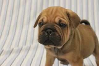 ori pei puppies for sale ori pei puppies in new jersey for sale shar pei pug designer mixed breeds picture ori pei puppies for sale ori pei puppies in new jersey for sale shar pei pug designer mixed breeds picture