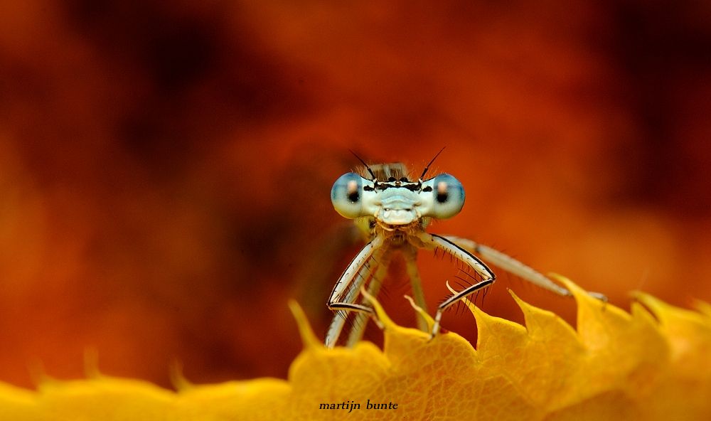 Fotografie