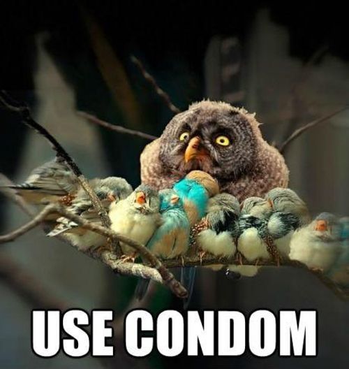use-condom-funny-owl1_zpse95f491f.jpg