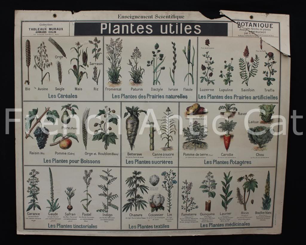  botanique-tableau-scolaire-armand-colin-plante- lablache-frenchanticcat