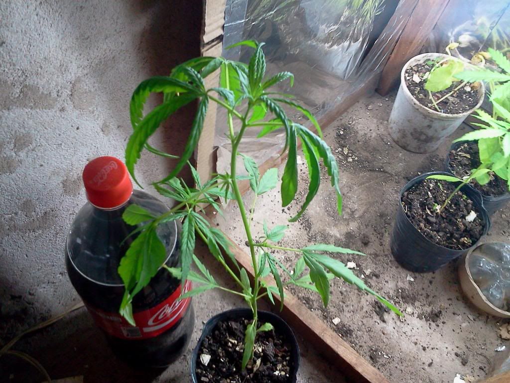 ORIG0251_zps8b4cb09e.jpg