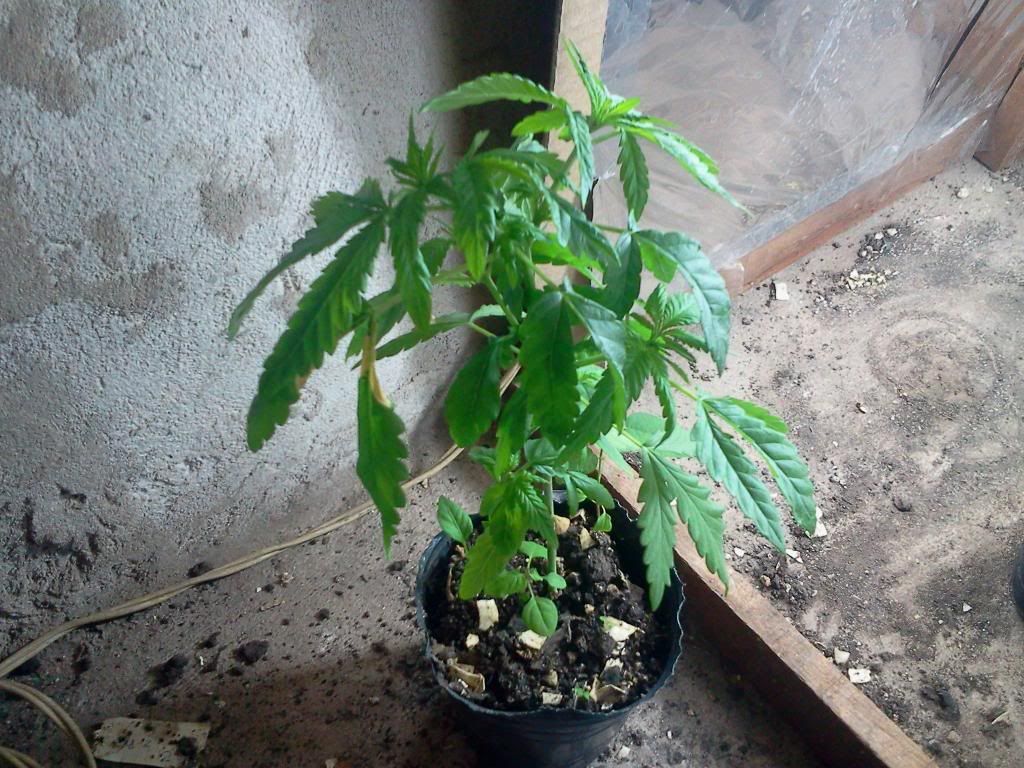 ORIG0259_zps5d2c64b8.jpg