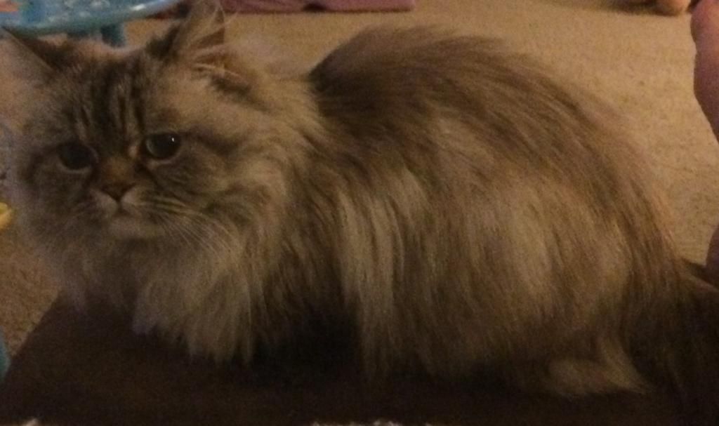 D148CAA9-F7F5-44F7-86ED-6C3F56262163_zps