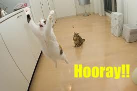 hooray_Sharenator_on_FOX_26_news-s275x18